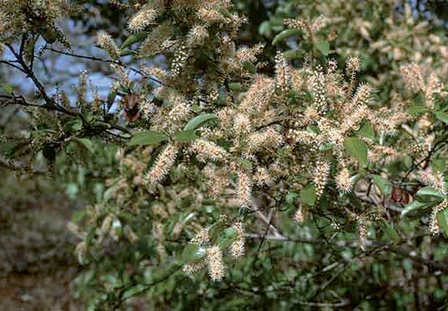 Combreto (Combretum micranthum G. Don)