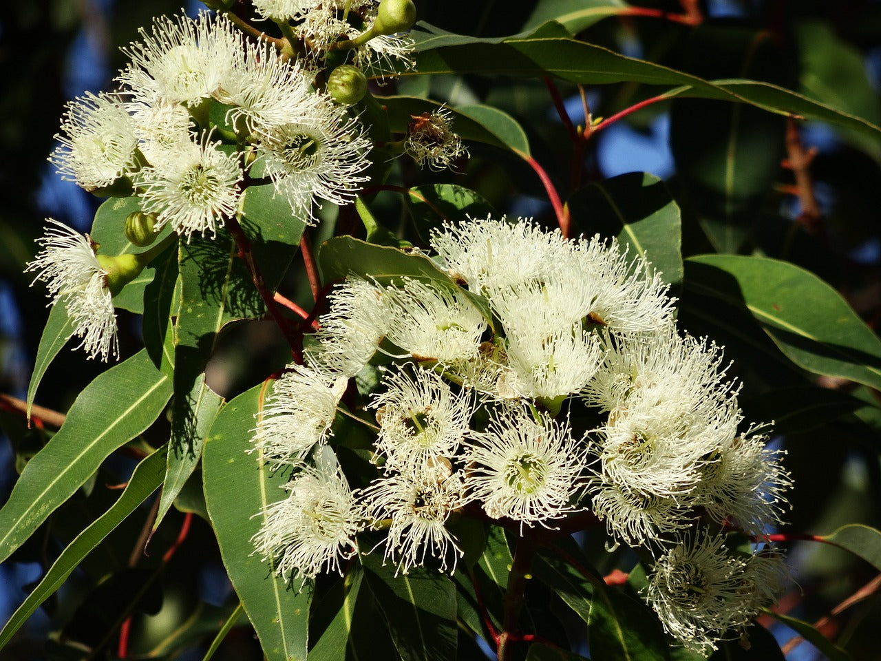Eucalipto (Eucalyptus Globulus Labill.)