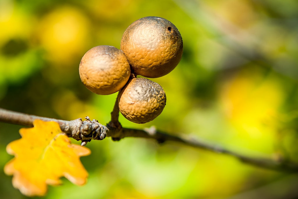 Noce Galla (Quercus infectoria)