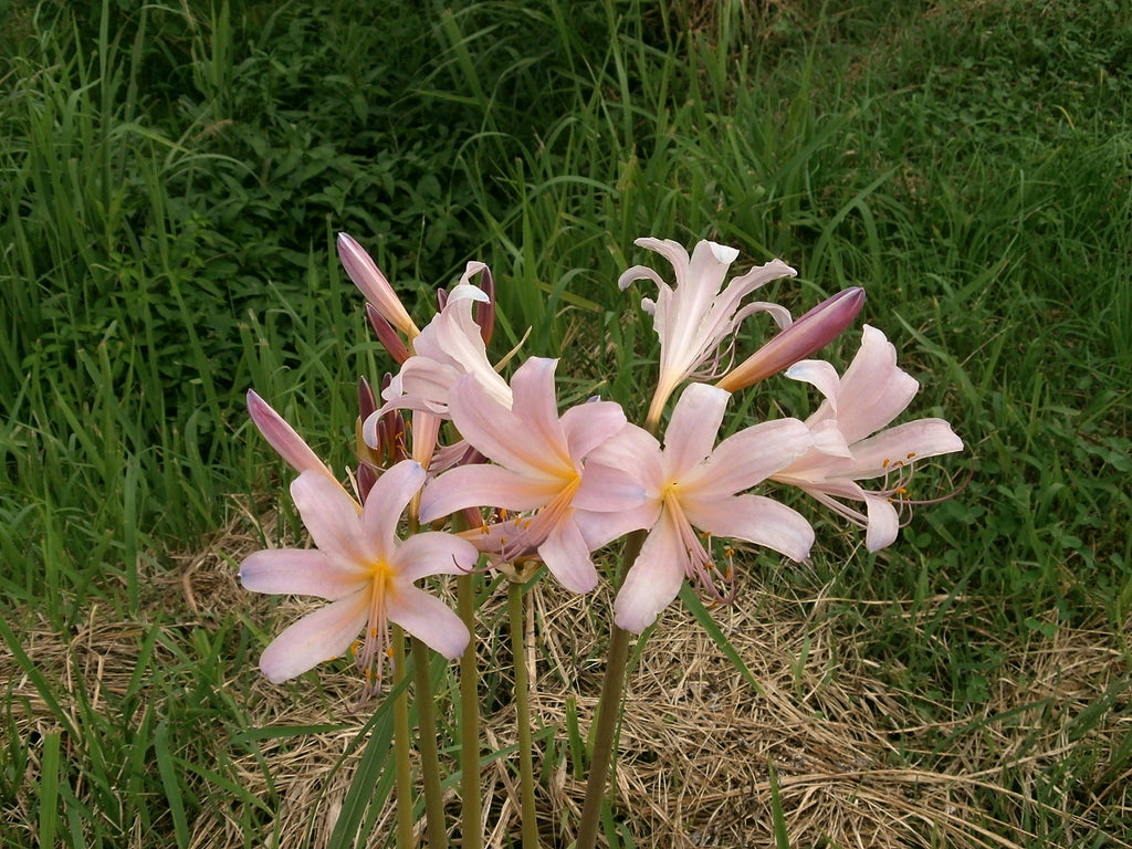 Liquirizia (Glycyrrhiza Glabra L.)