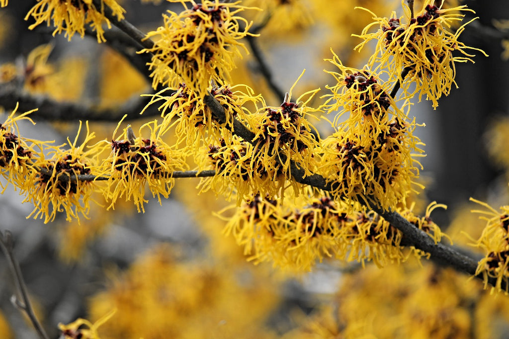 Amamelide (Hamamelis virginiana L.)