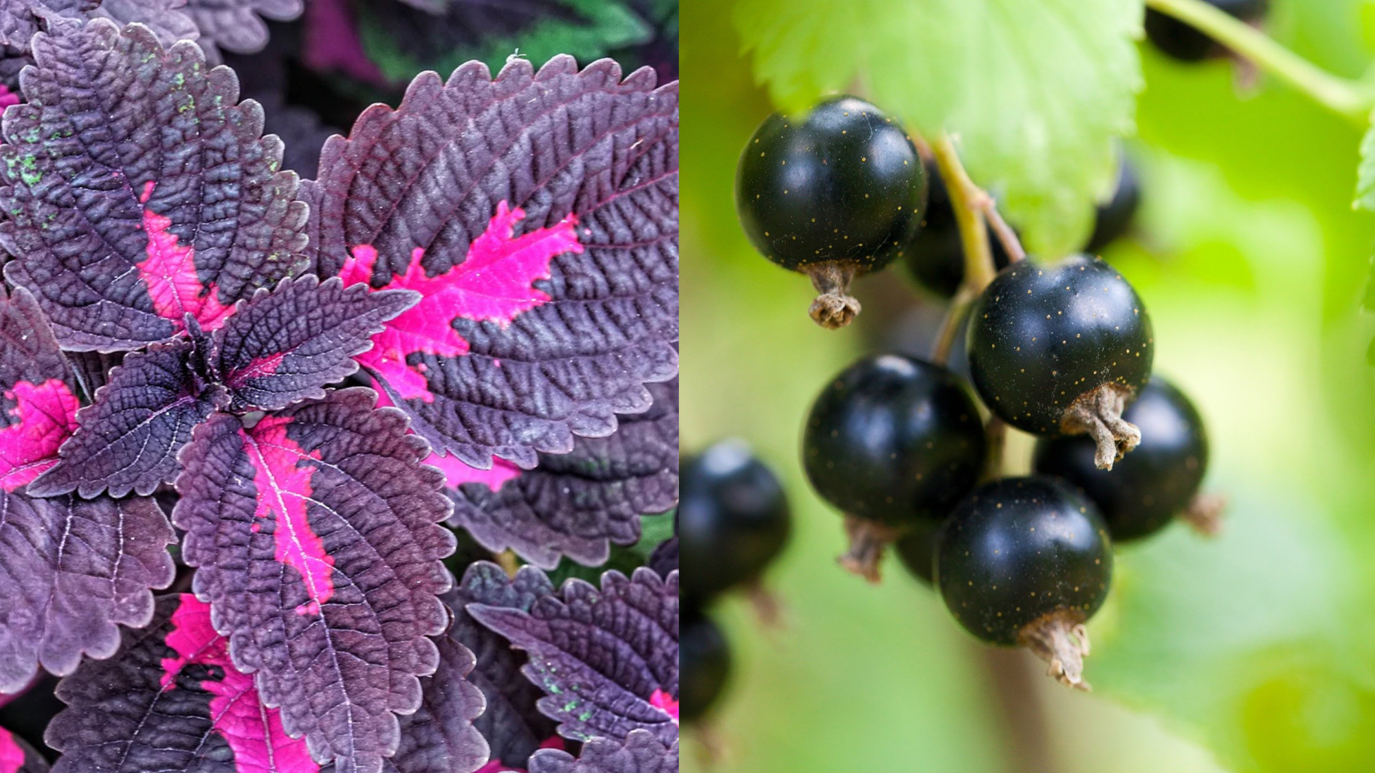 Perilla e Ribes nero: alleati naturali contro le allergie primaverili