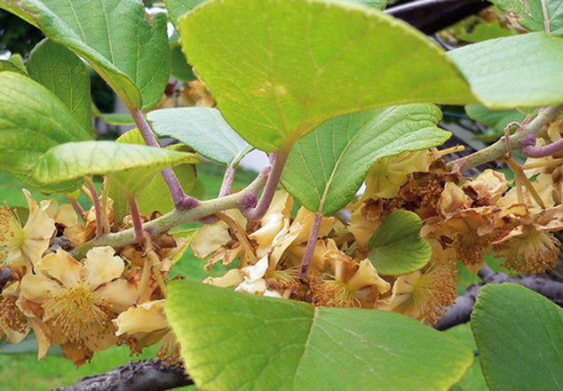 Marrubio (Marrubium vulgare L.)