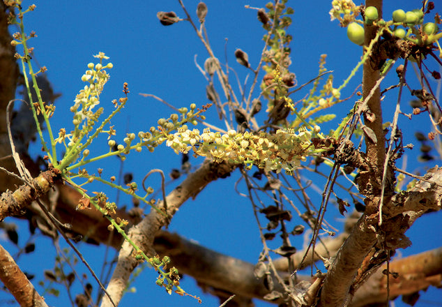 Incenso indiano (Boswellia carteri Birdw)