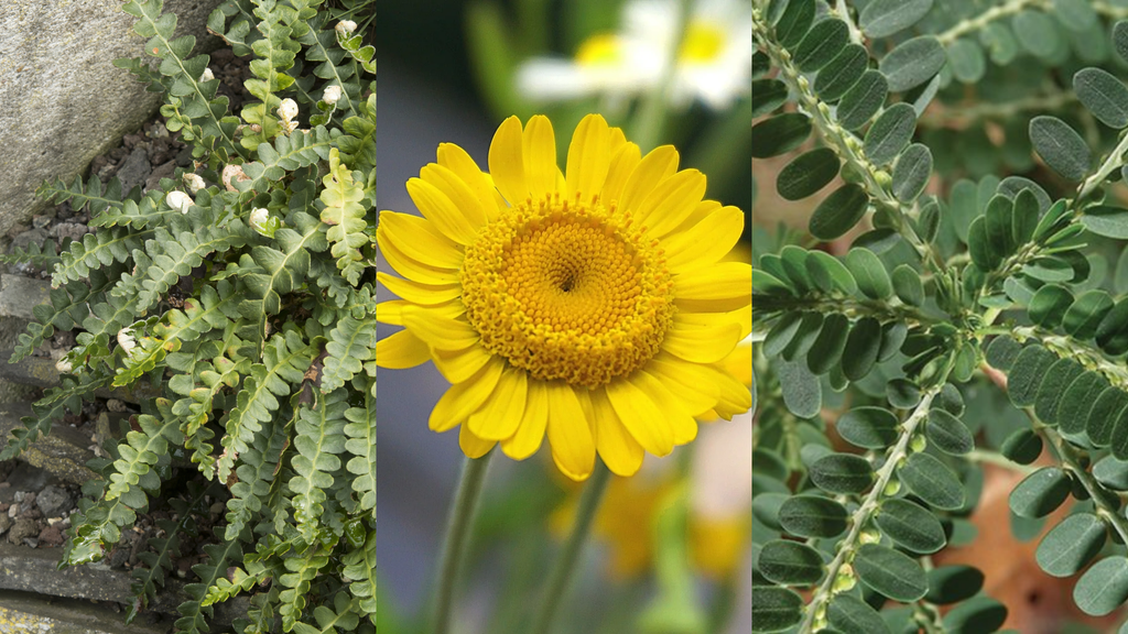 Rimedi naturali per la prevenzione delle litiasi renali