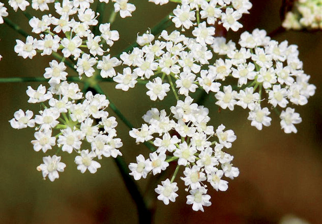 Carvi (Carum carvi L.)