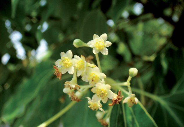 Canfora (Cinnamomum canphora (L.) J. Presl)