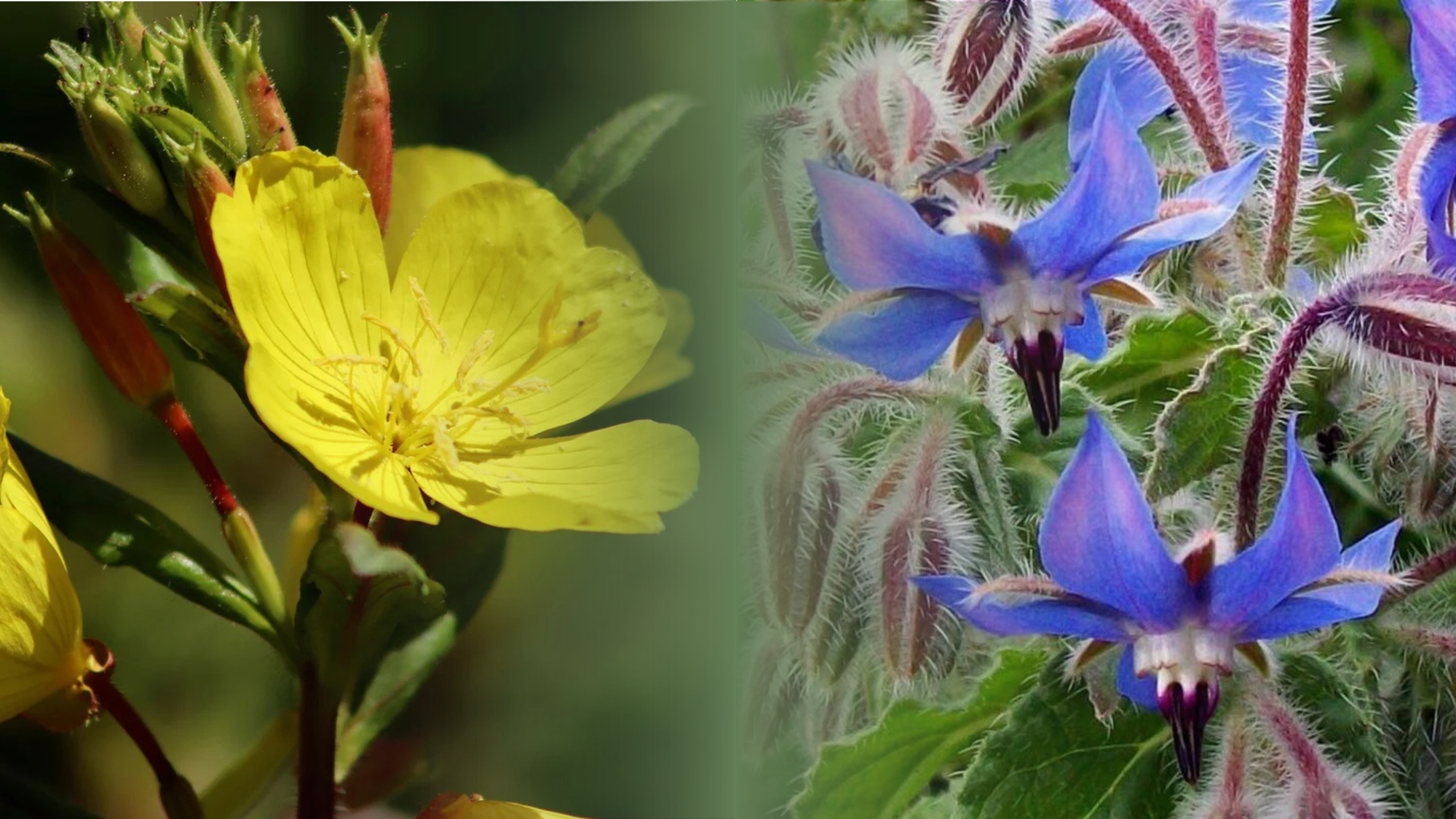 Olio di Enotera e Borragine: benefici, uso e differenze per la pelle