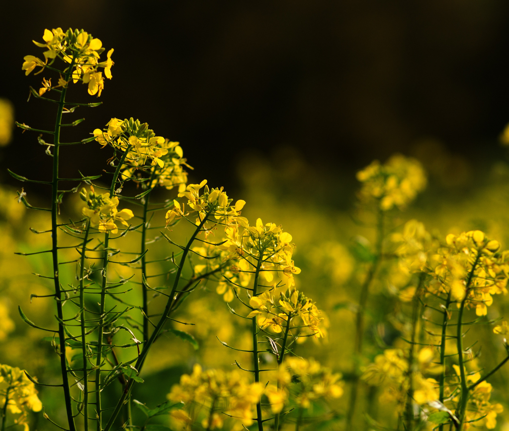 Erisimo: la pianta dei cantanti