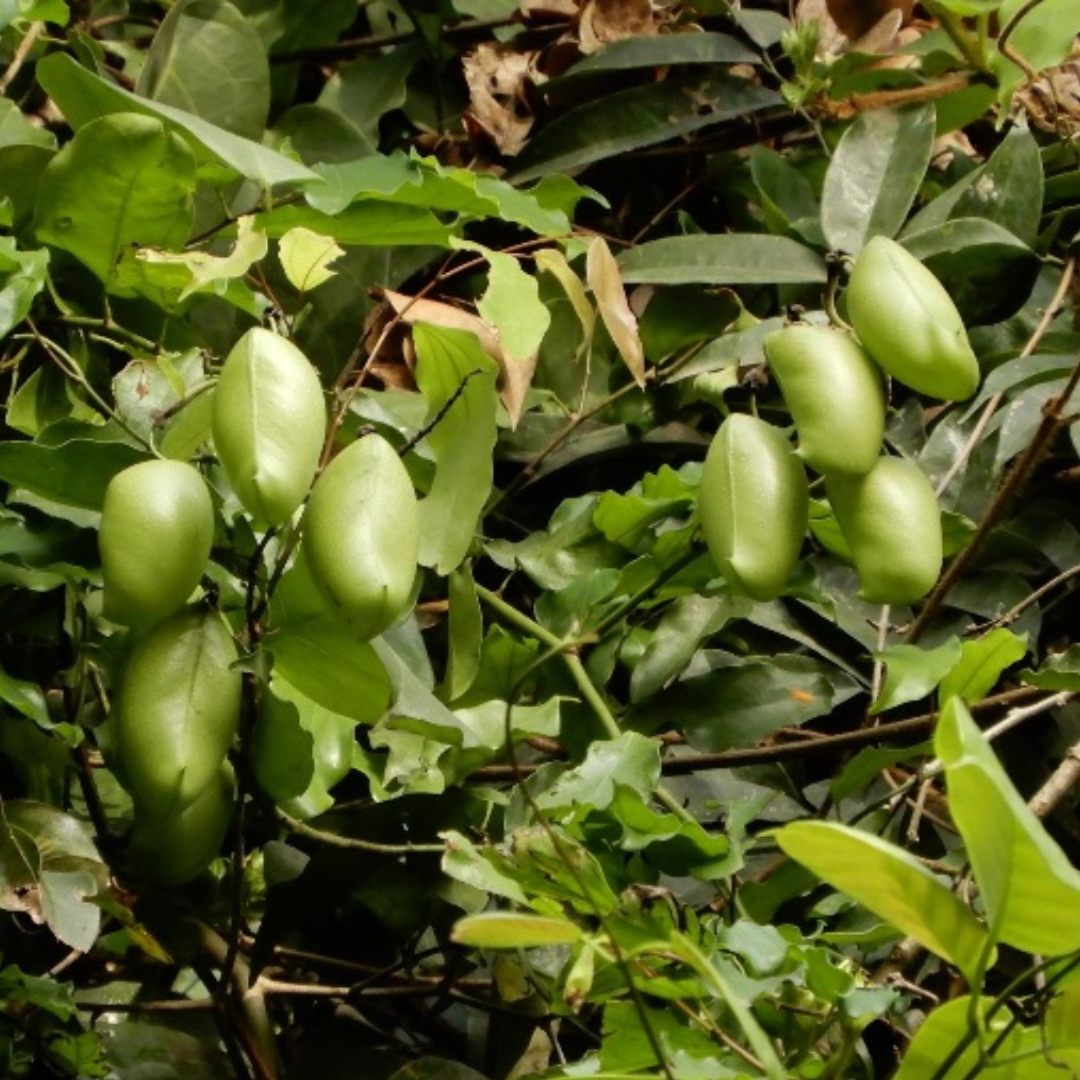 Griffonia simplicifolia: la pianta del benessere emotivo