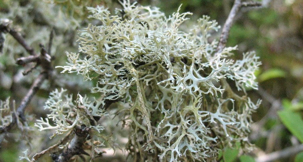 Lichene islandico: un rimedio naturale per la tosse