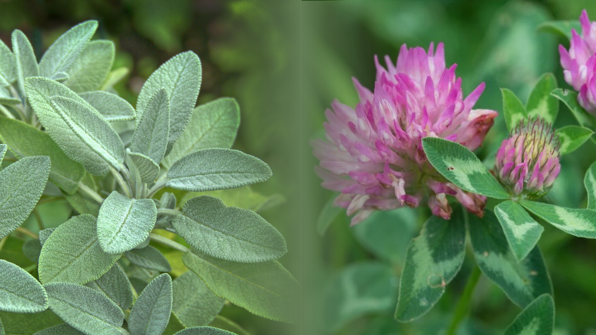 Foglie di Salvia officinalis fresche, rimedio erboristico per la menopausa