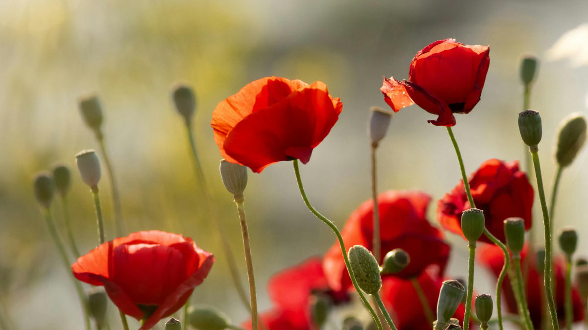 Papavero rosso (Papaver rhoeas): la pianta del sonno tranquillo