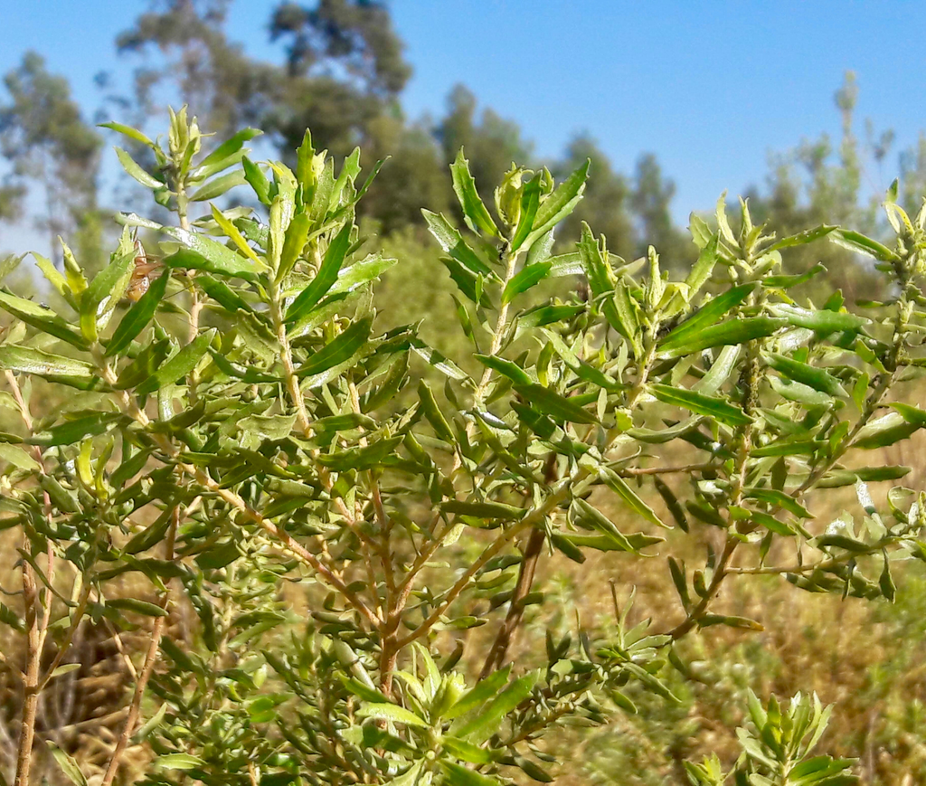 Propoli: difesa naturale della città delle api