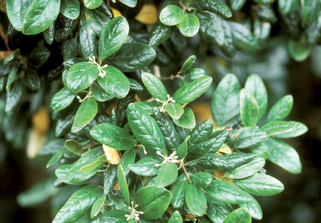 Boldo (Peumus Boldus Molina)