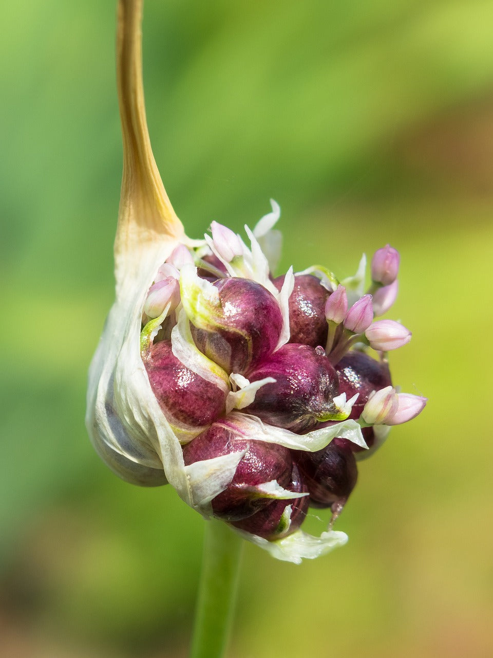 Aglio (Allium Sativum L.)