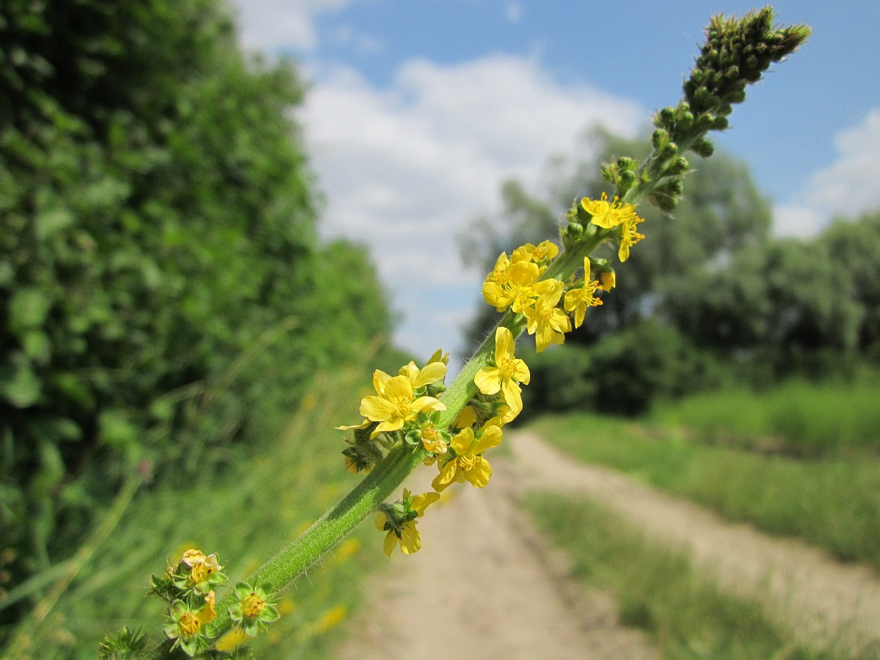 Agrimonia (Agrimonia Eupatoria L.)