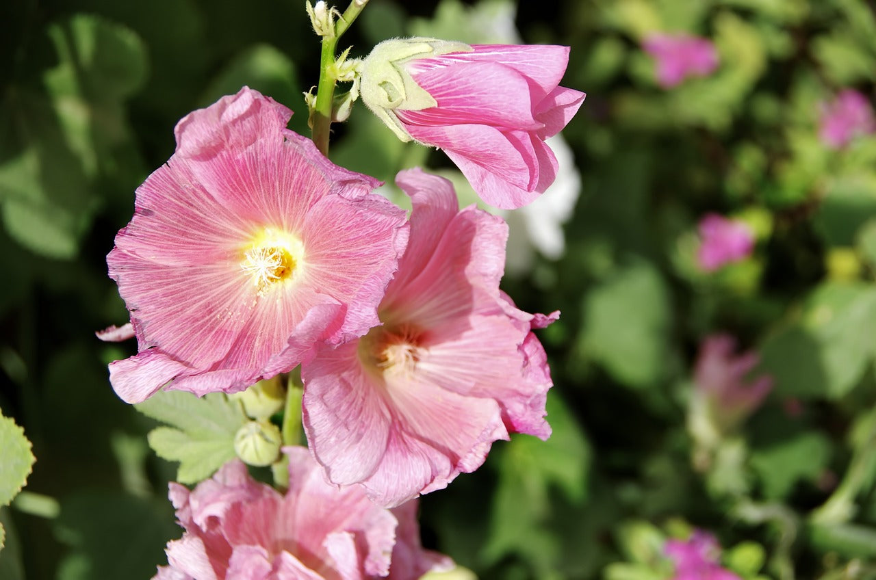Altea (Althaea Officinalis L.)