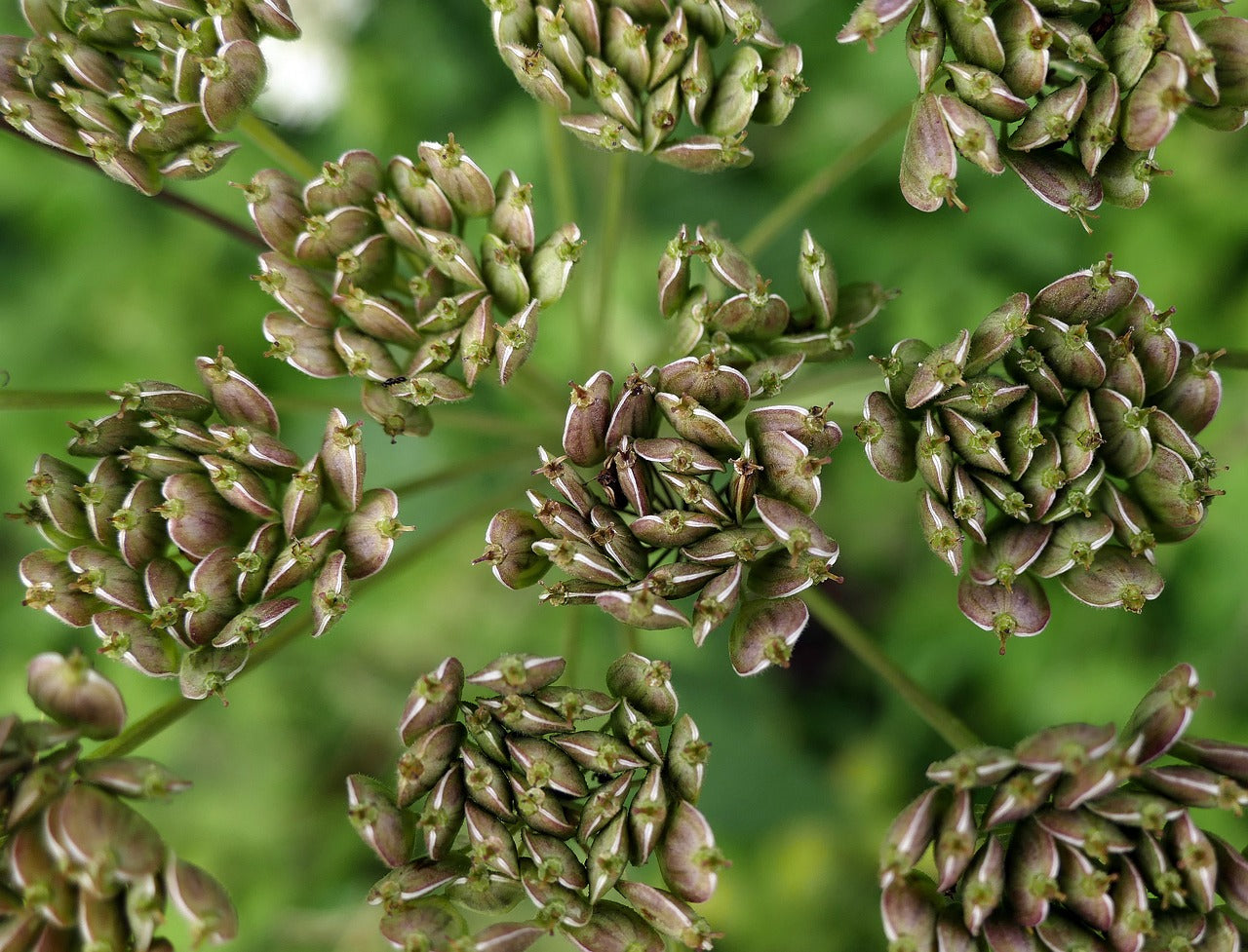 Anice verde (Pimpinella Anisum L.)