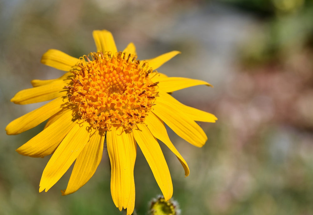 Arnica (Arnica Montana L.)