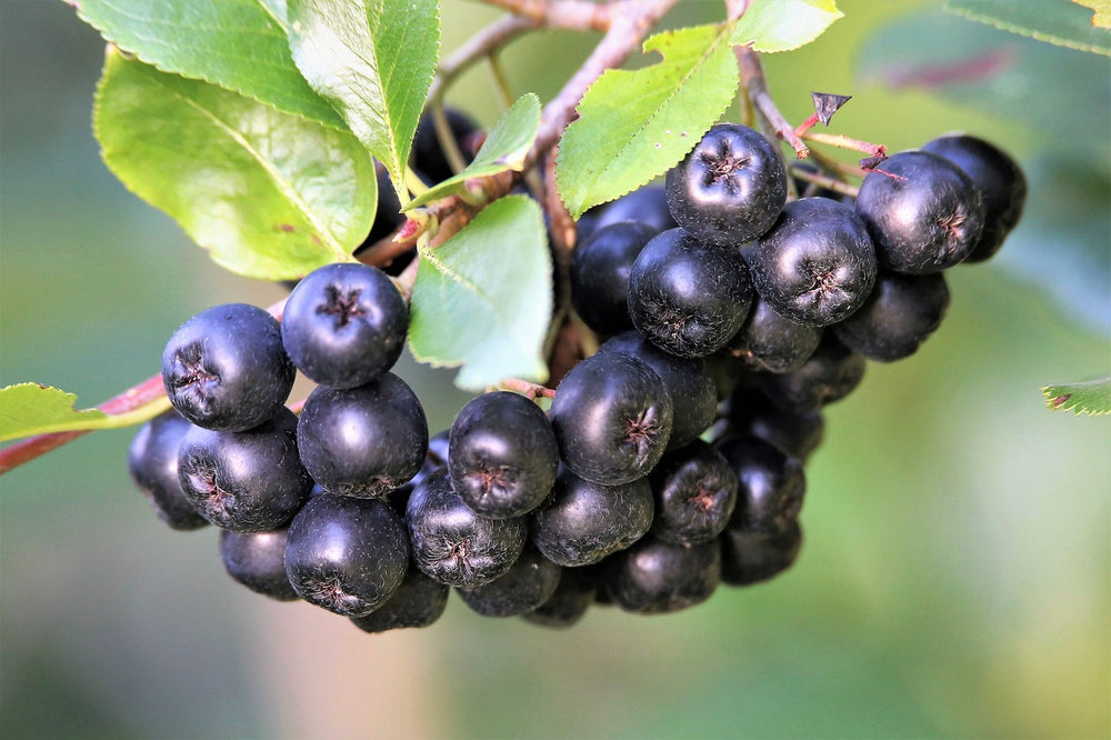 Mirtillo nero (Vaccinium Myrtillus L.)