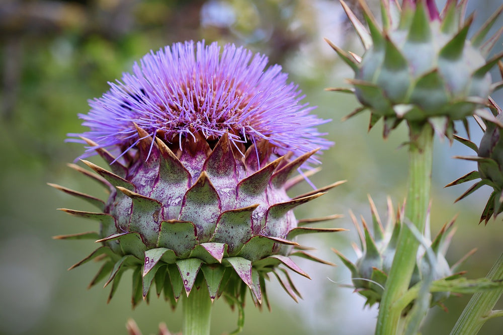 Carciofo (Cynara Cardunculus subsp. scolymus (L.) Hegi)