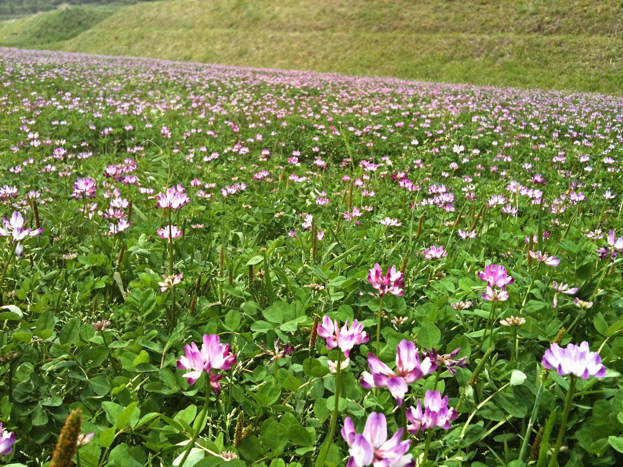 Astragalo (Astragalus membranaceus)