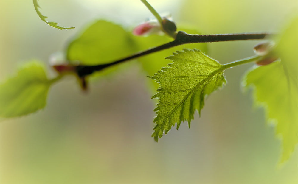 Betula Alba L. (Betulla)