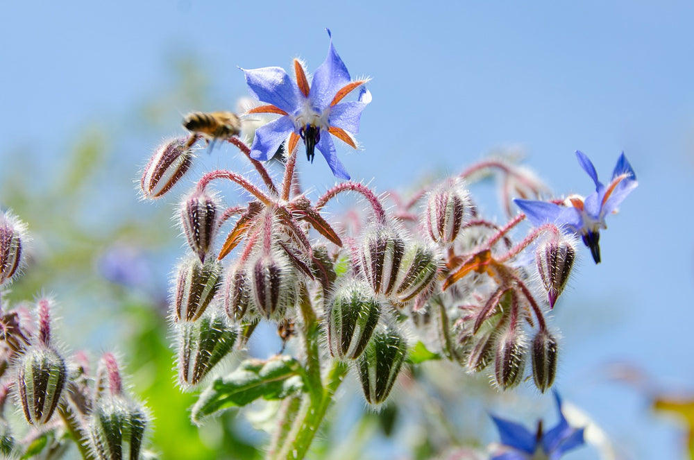 Borragine (Borago officinalis L.)