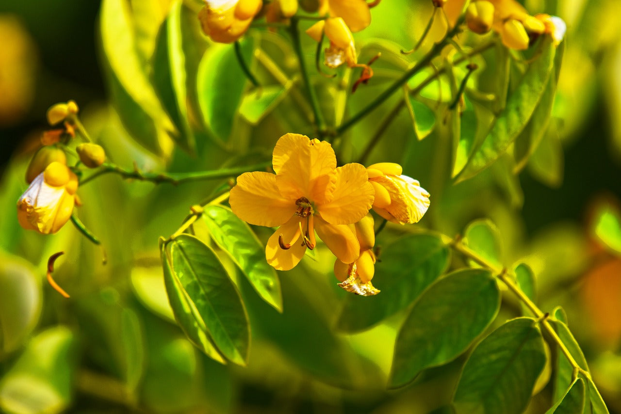 Senna (Cassia angustifolia Vahl)