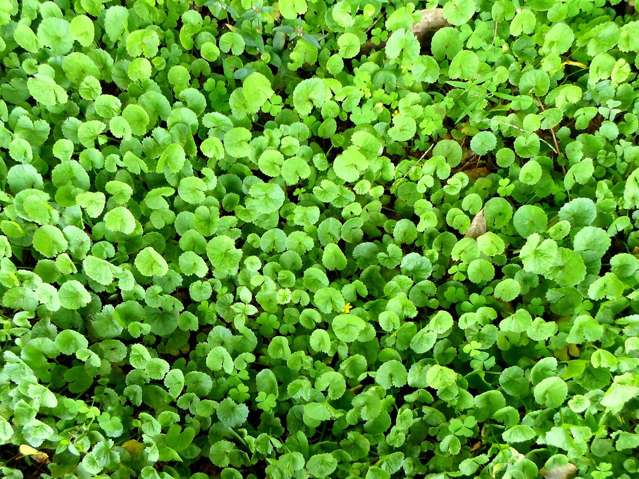 Centella (Centella asiatica (L.) Urb.)