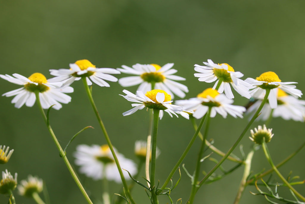 Camomilla (Matricaria chamomilla L.)