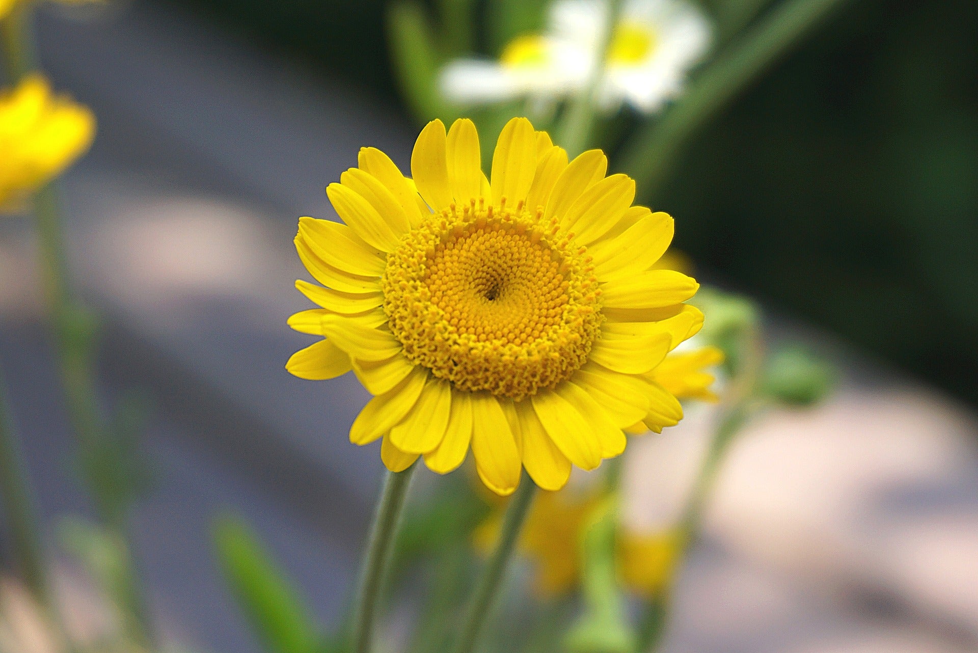 Crisantemo Americano (Chrysanthellum americanum (L.) Vatke)