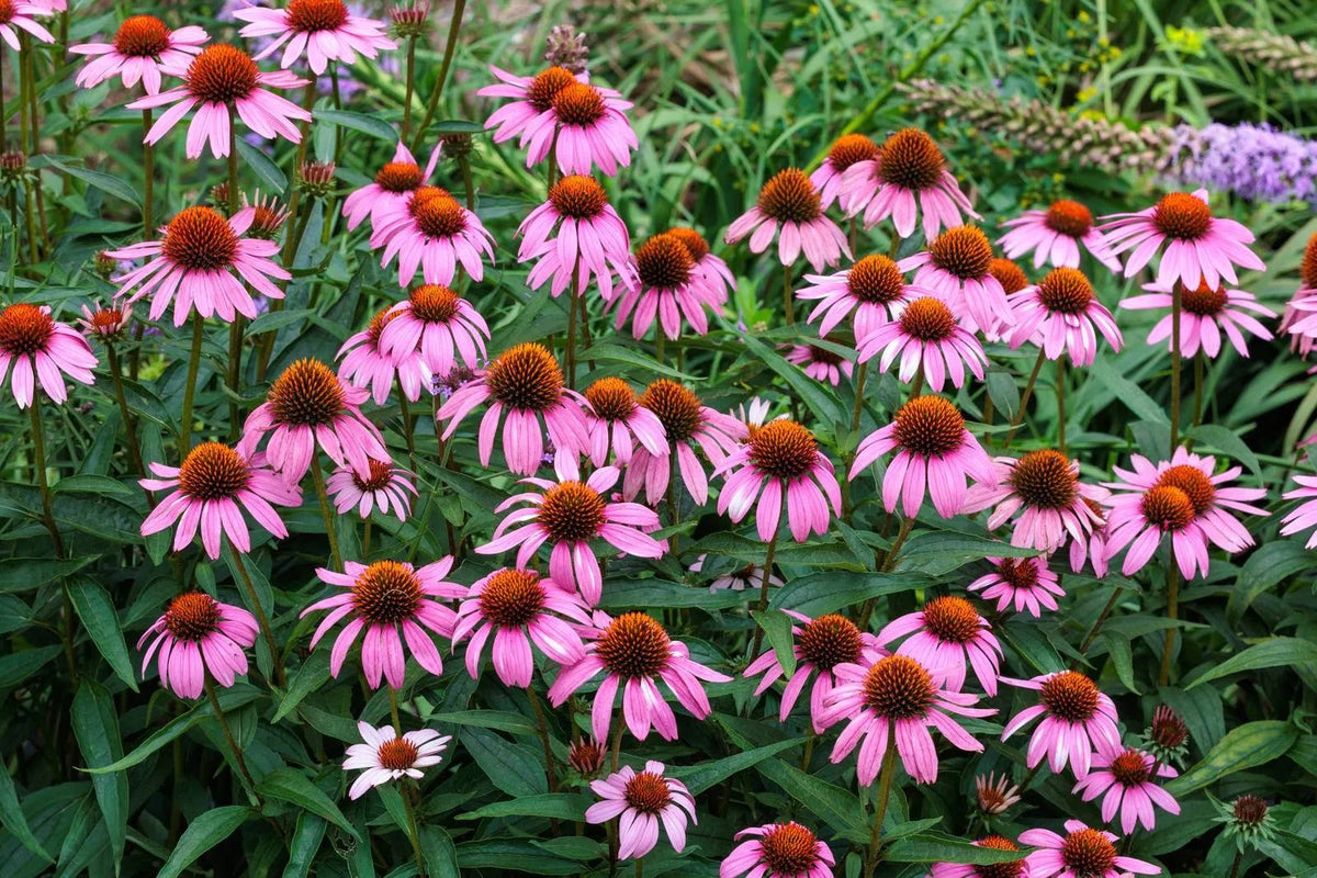Flowers of Echinacea angustifolia