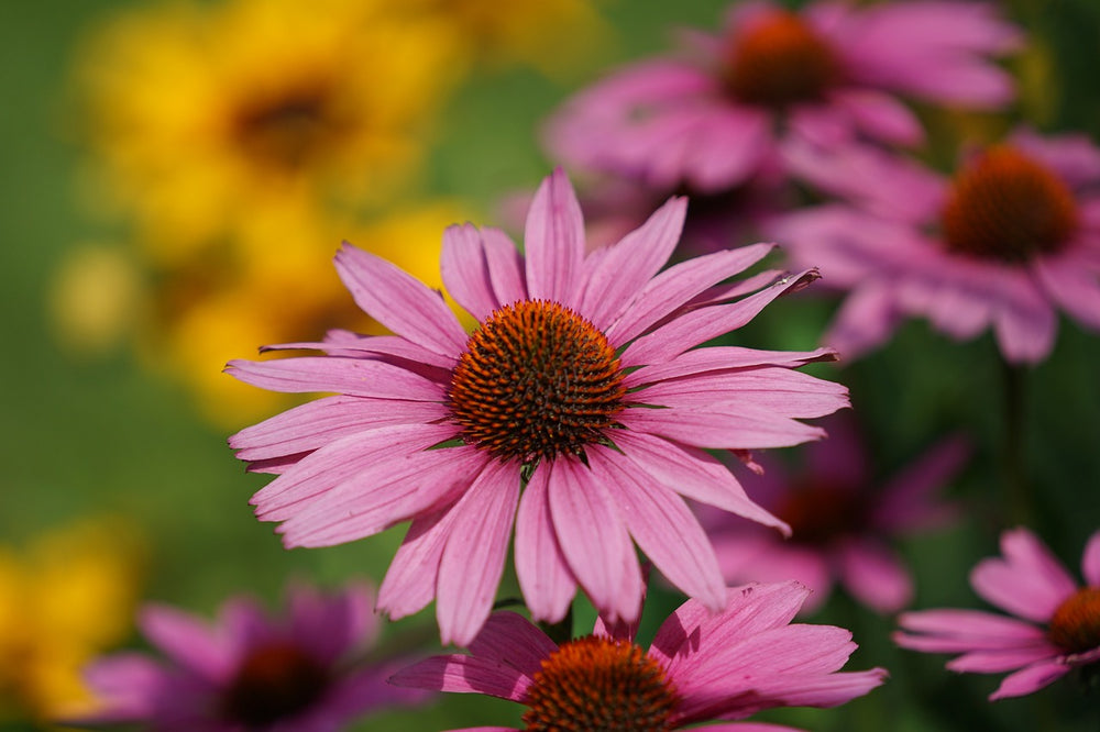 Echinacea (Echinacea angustifolia DC.)