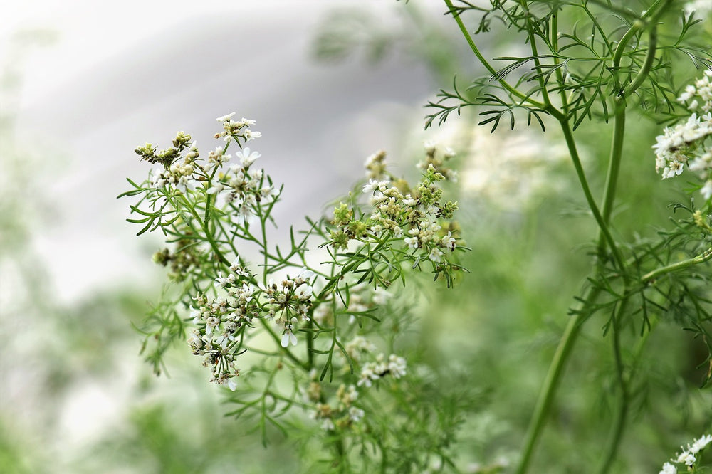Coriandolo (Coriandrum Sativum L.)