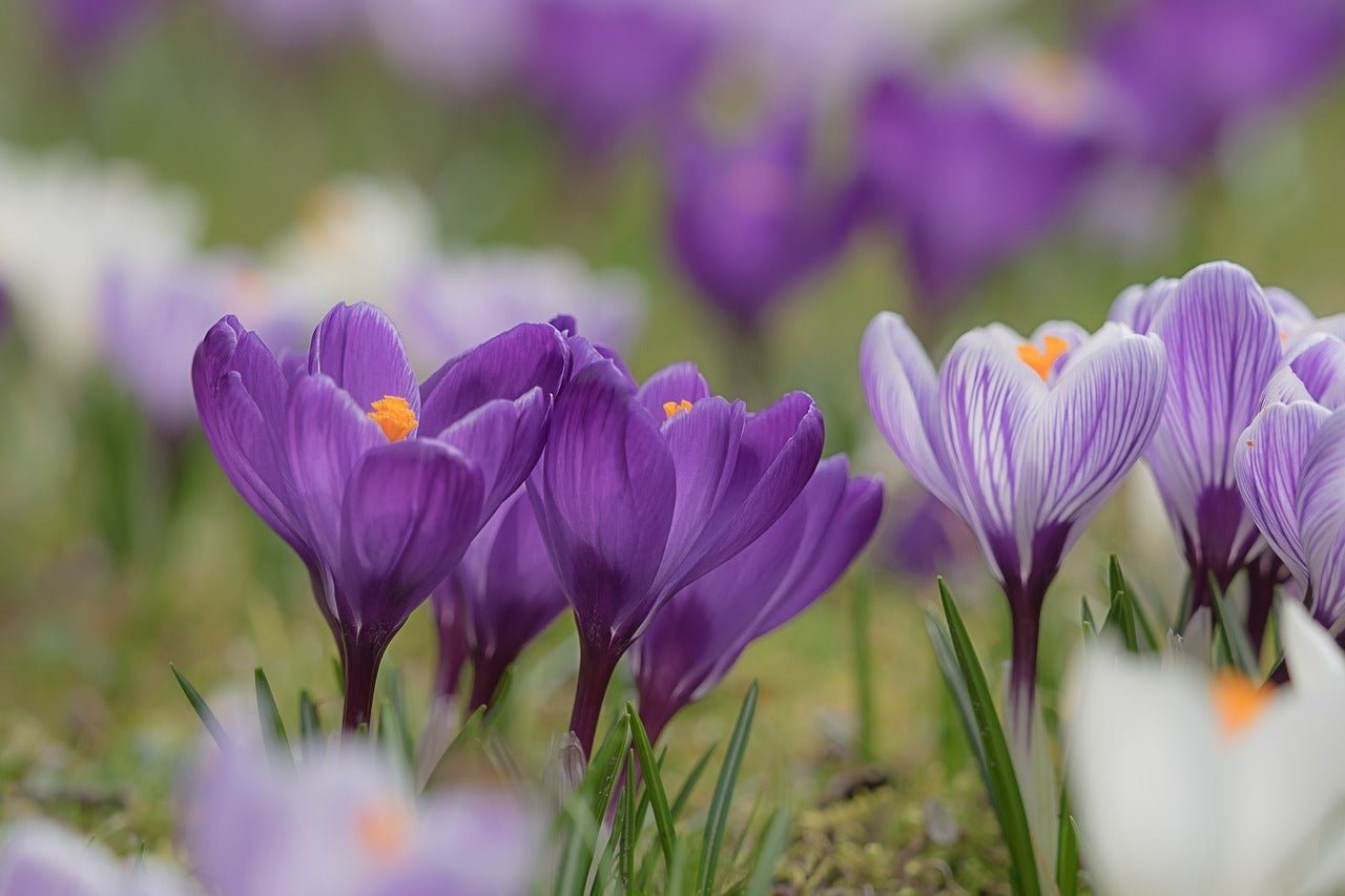 Zafferano (Crocus Sativus L.)