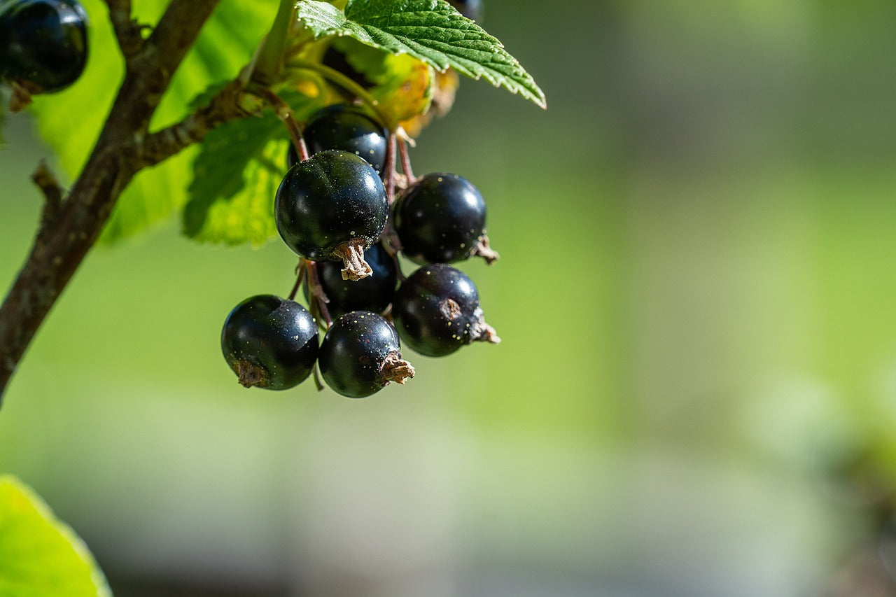 Ribes nero (Ribes Nigrum L.)