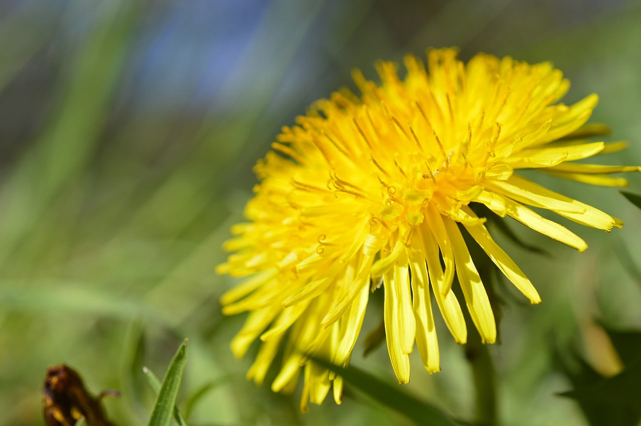 Tarassaco (Taraxacum Officinale Webb)
