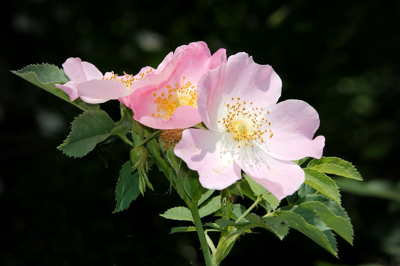 Rosa Canina (Rosa Canina L.)