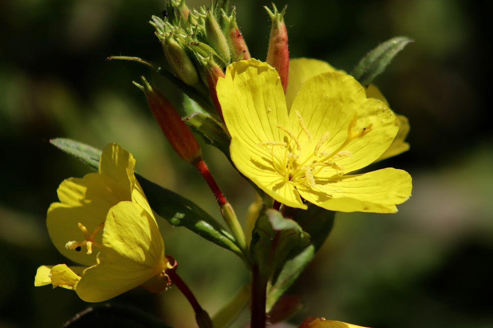 Enotera (Oenothera Biennis L.)