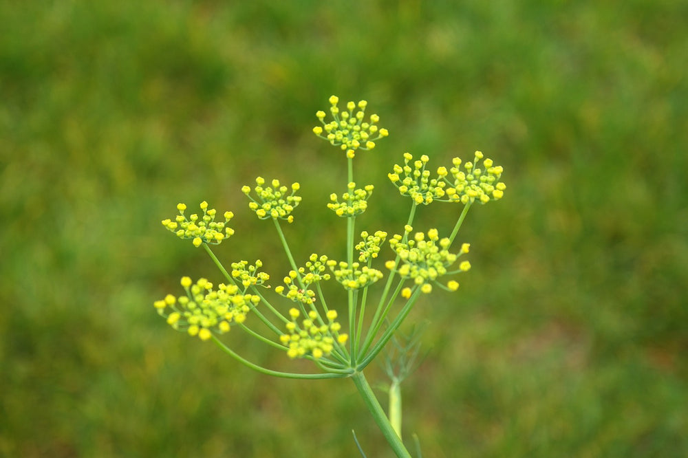 Finocchio (Foeniculum Vulgare Mill.)