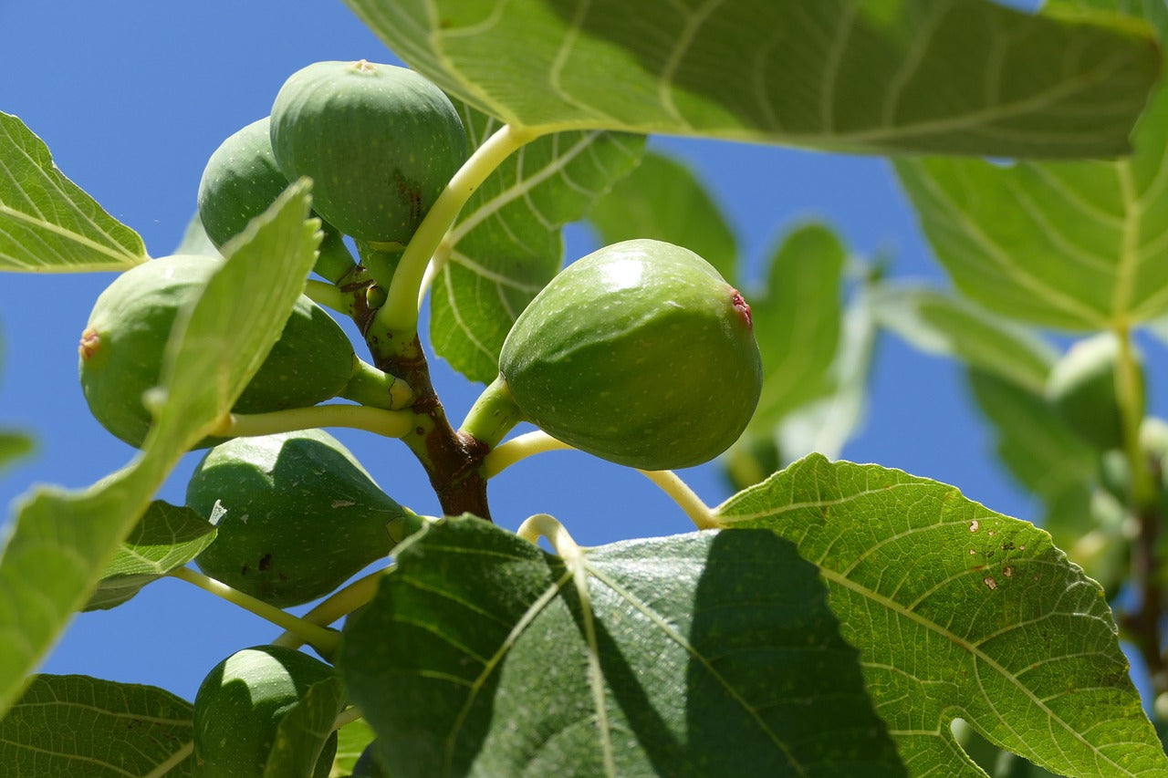 Fico (Ficus carica L.)
