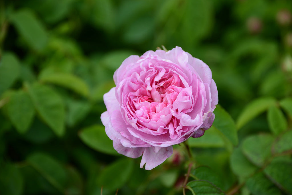 Rosa Centifolia (Rosa centifolia L.)