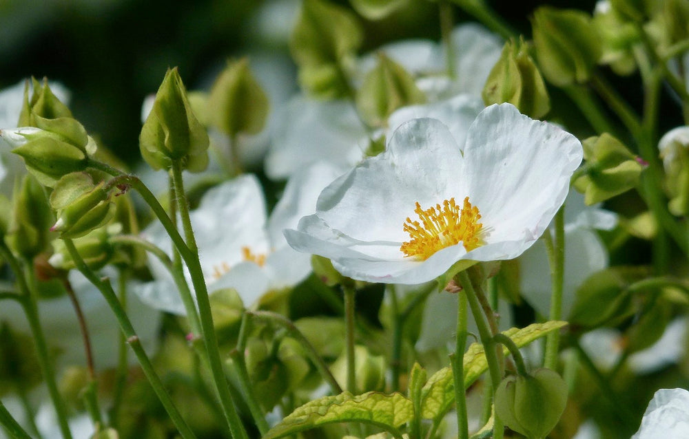 Cisto (Cistus creticus L.)