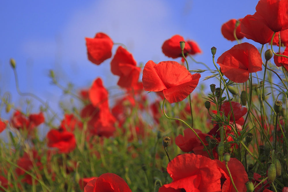 Papavero rosso (Papaver Rhoeas L.)