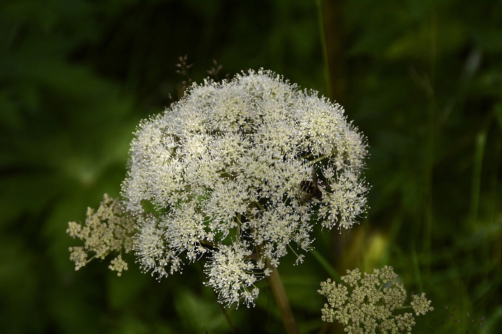 Angelica (Angelica Archangelica L.)