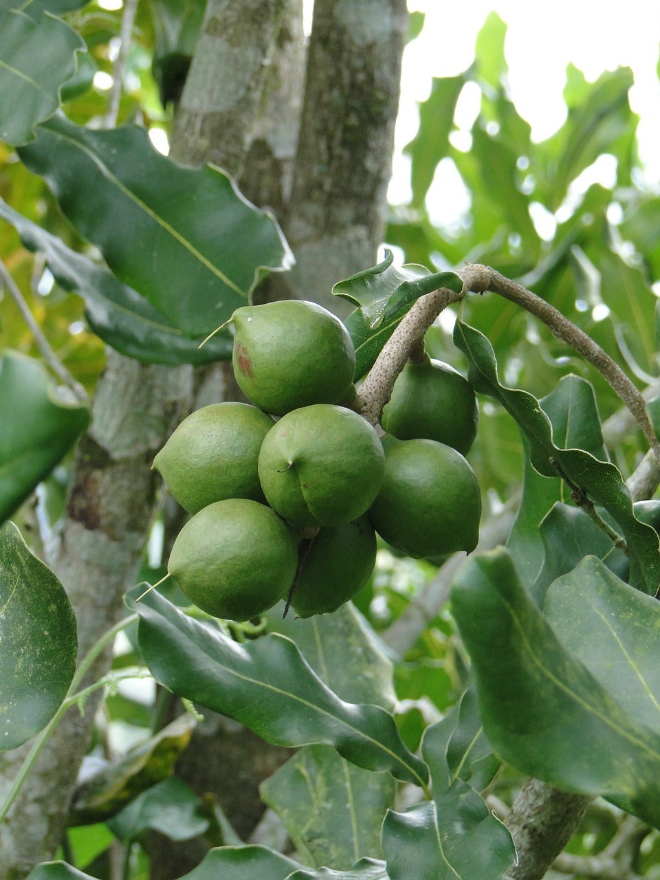 Macadamia (Macadamia Ternifolia F. Muell)