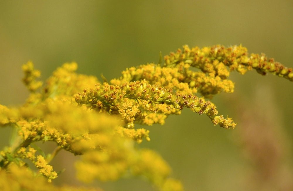 Verga d'oro (Solidago Virgaurea L.)