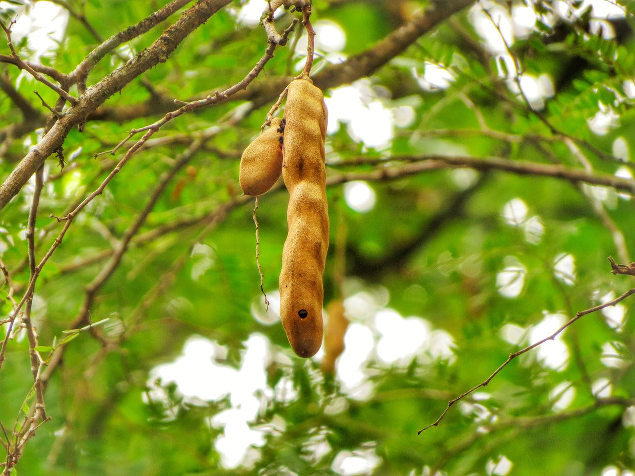 Tamarindo (Tamarindus indica L.)